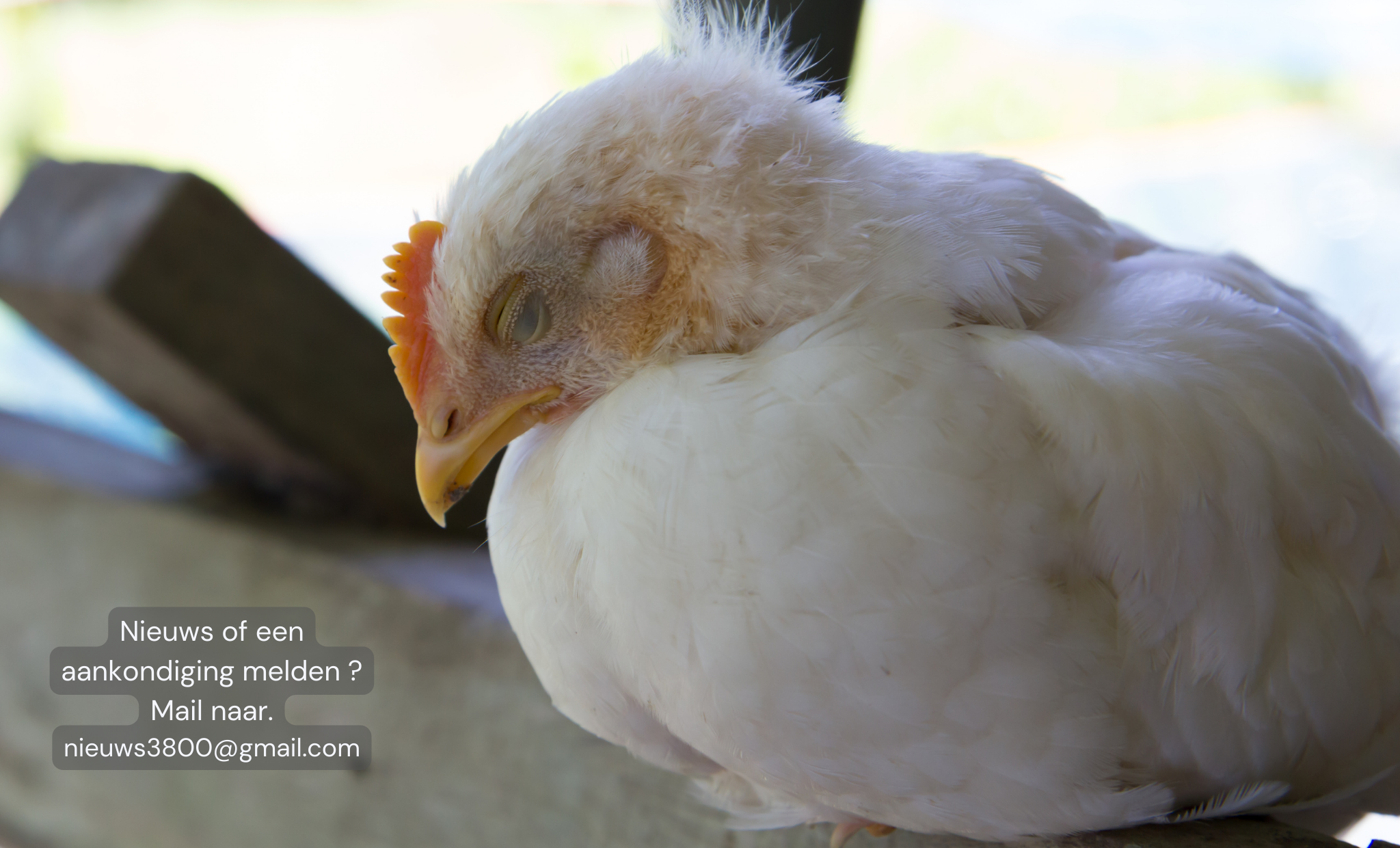 Vogelgriep uitgebroken bij pluimveebedrijf in Tongeren
