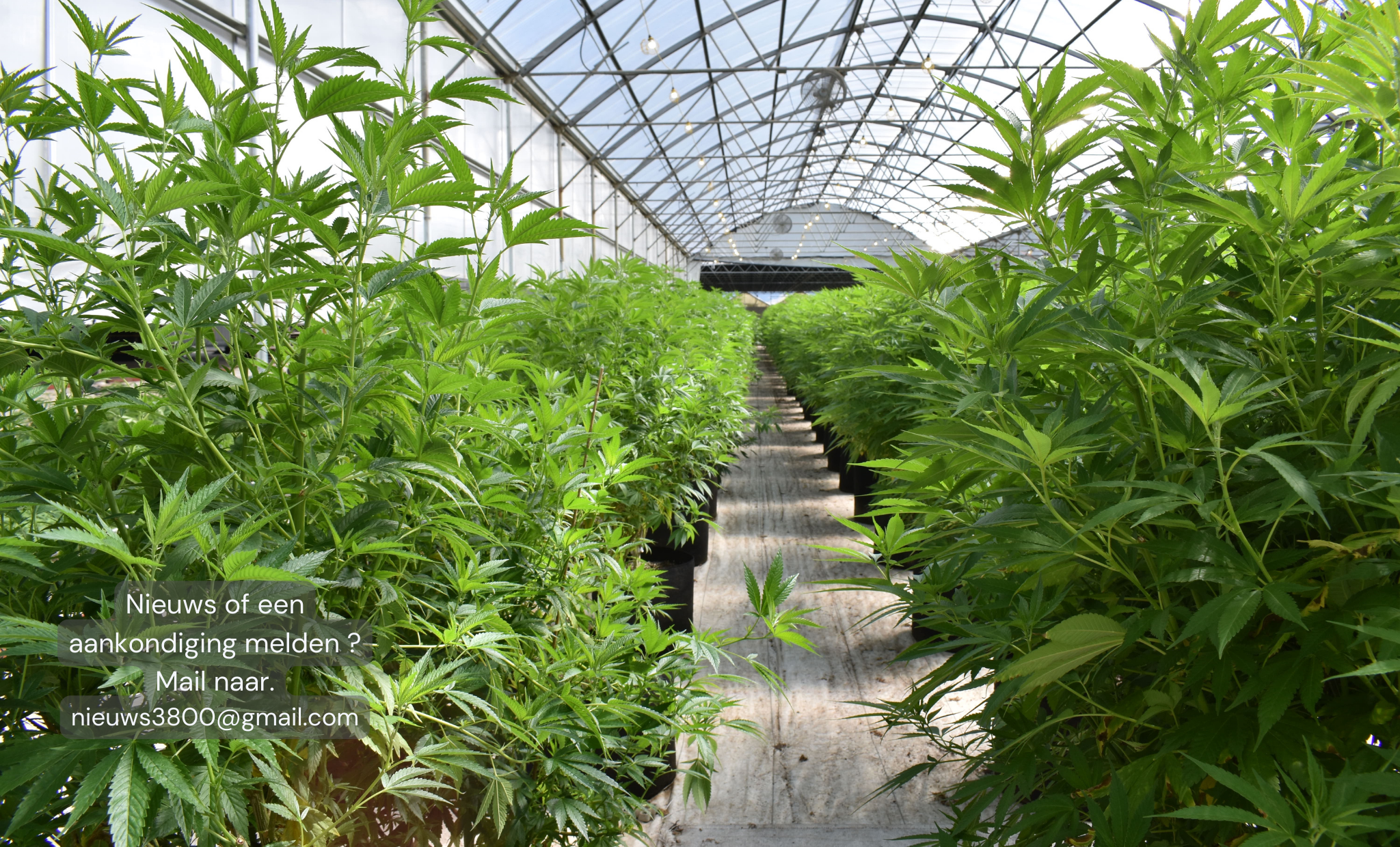 Cannabisplantage ontdekt in woning in Gingelom