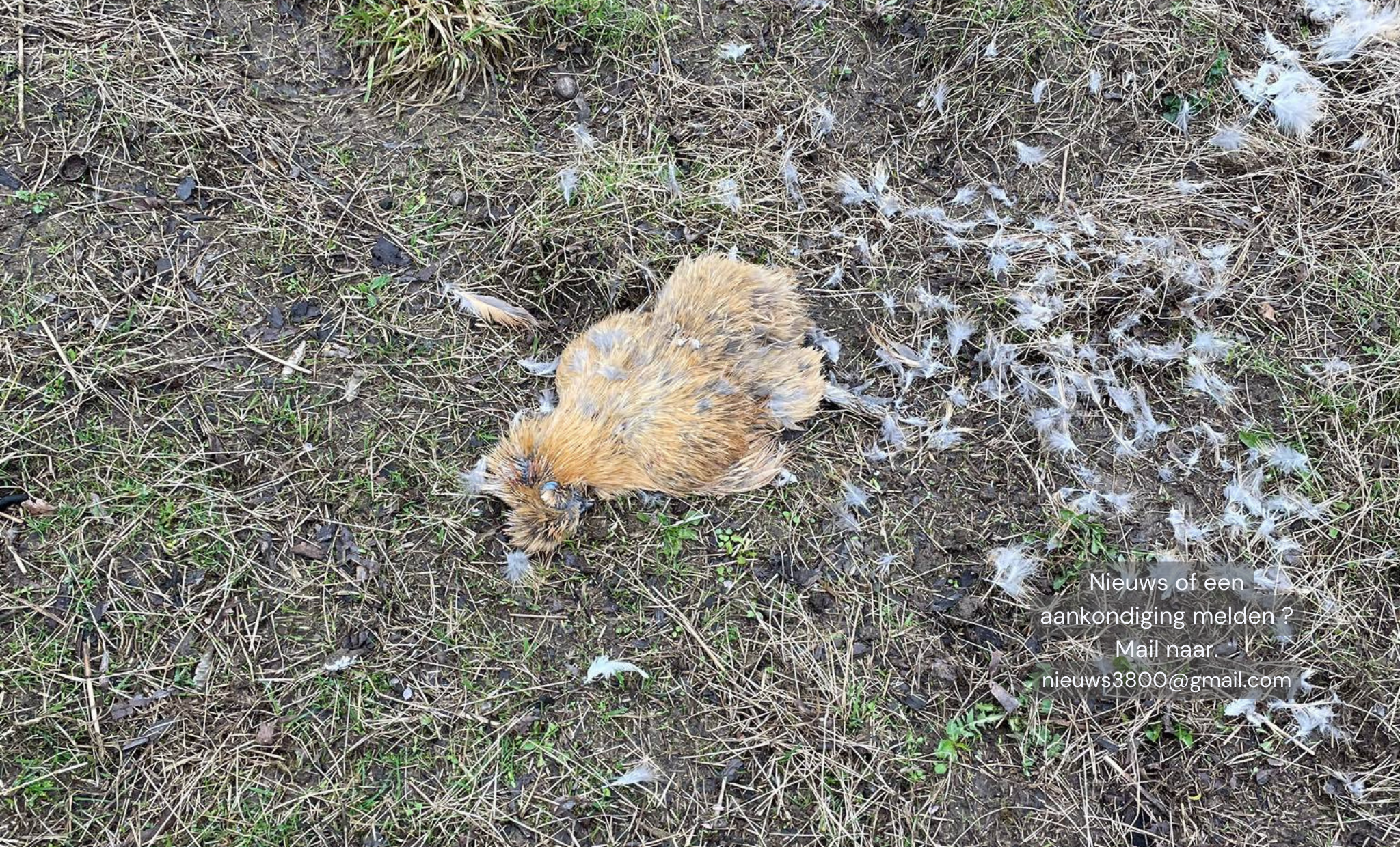 Bloeddorstige vos bijt kippen dood in Metsteren
