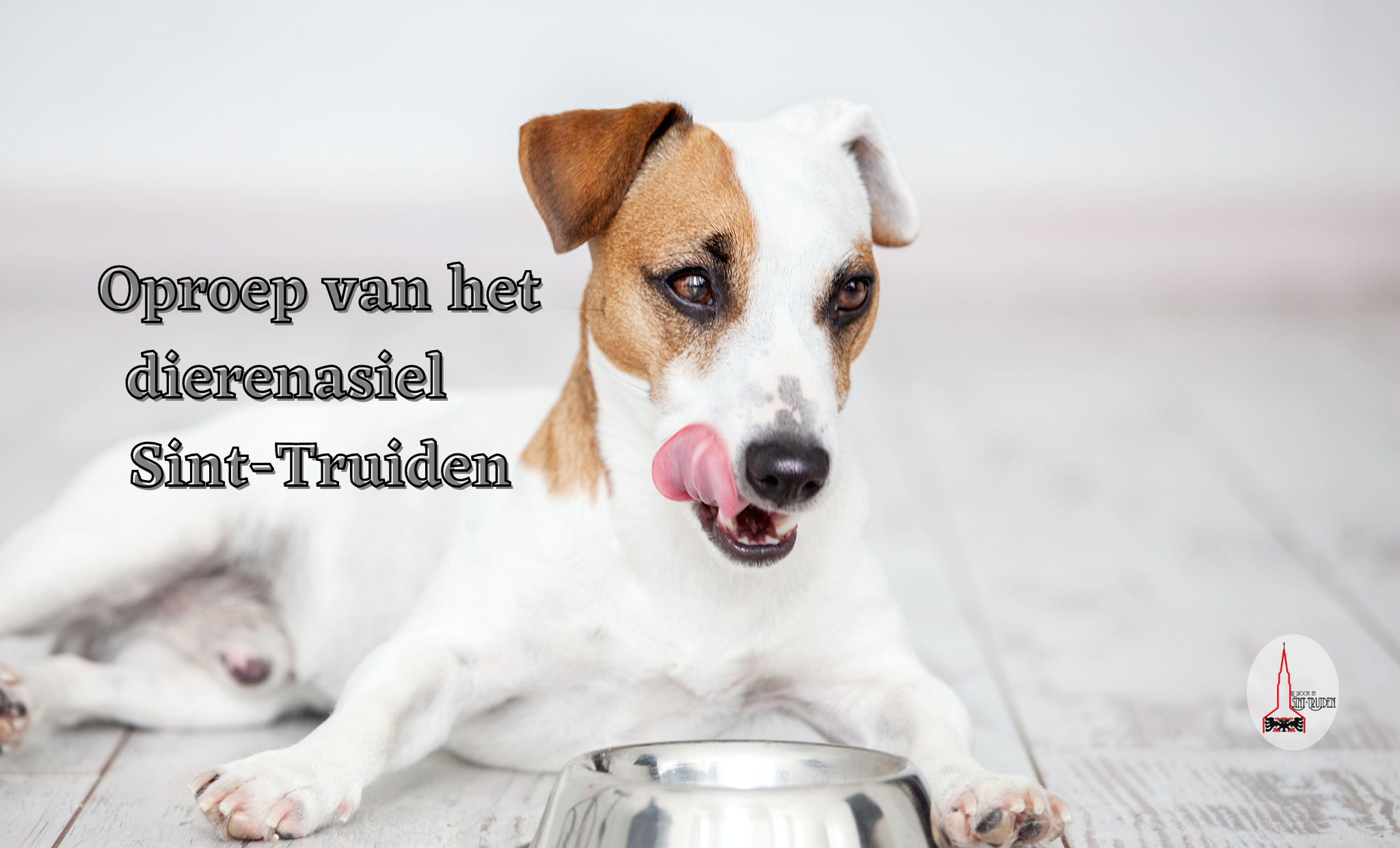Dierenasiel Sint-Truiden vraagt dringend blikvoer voor honden