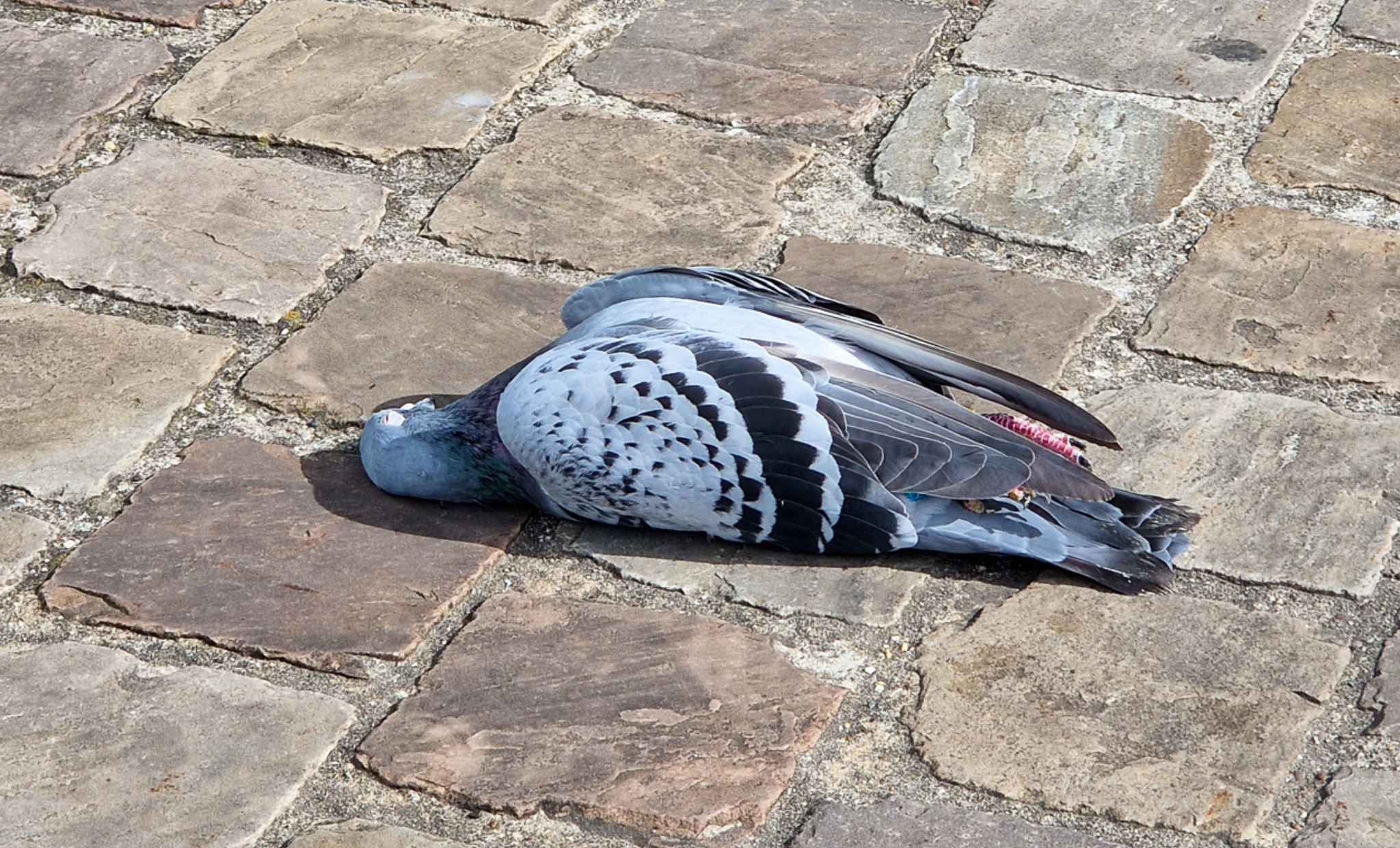 Duiven vallen schijnbaar dood uit de lucht in Sint-Truiden (+video)