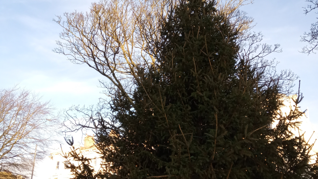 Stad Tienen is op zoek naar een kerstboom