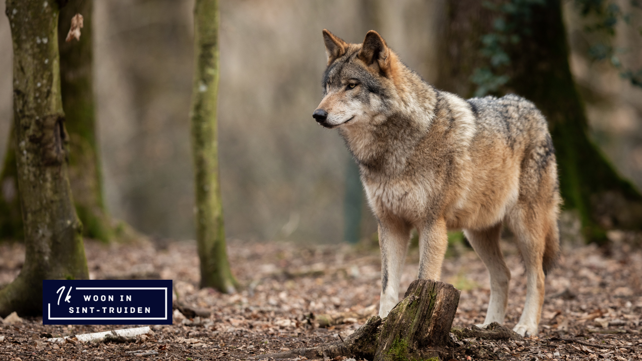 Europese Commissie bereid beschermingsstatus wolf te herzien