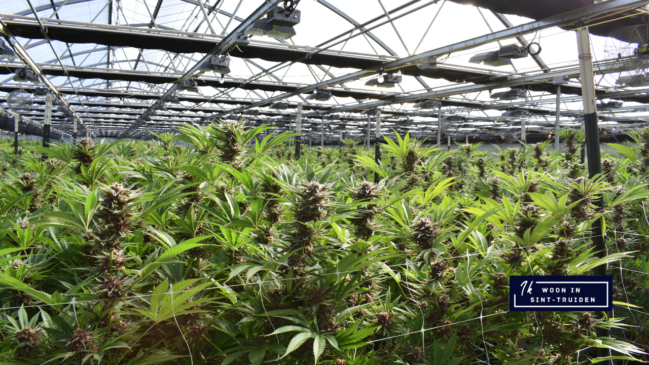31ste actie Cleanhouse leidt tot aantreffen van 3 cannabisplantages