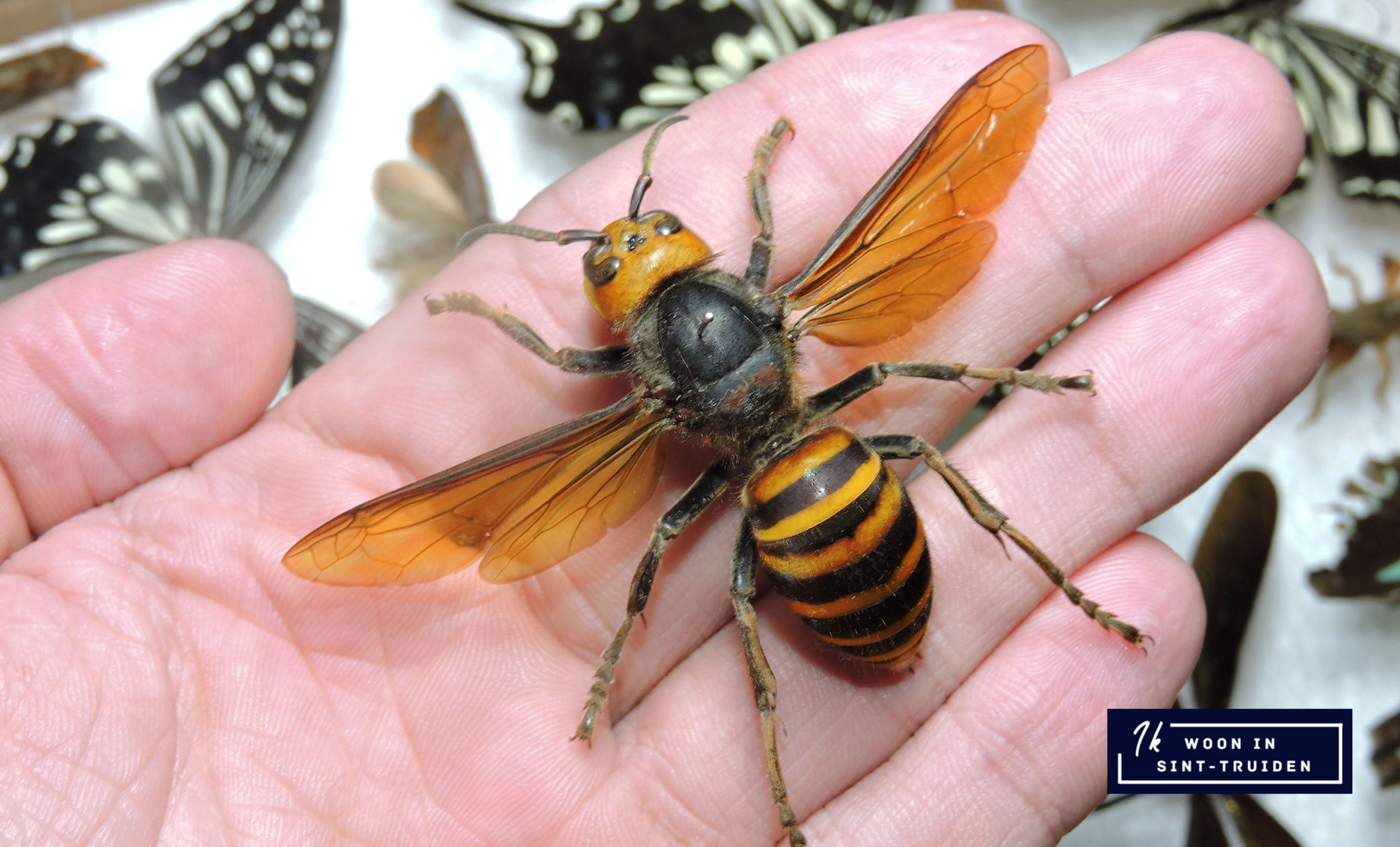 Strijd tegen de Aziatische hoornaar in Sint-Truiden