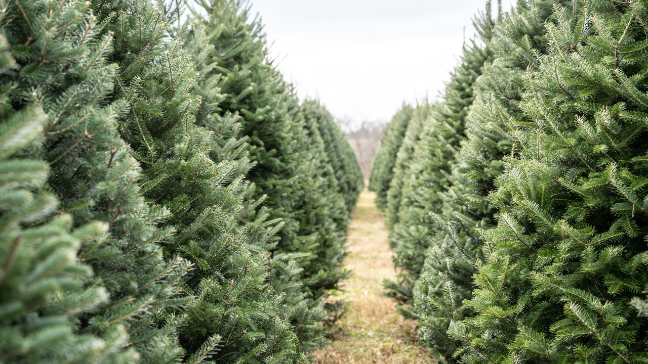 Kerstbomendoolhof op de Groenmarkt van zaterdag 8 december tot 7 januari 