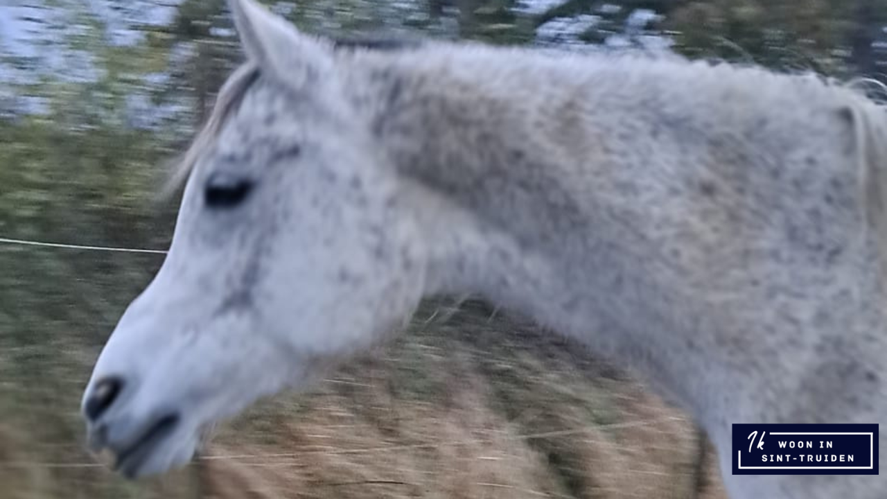 Paard verdwenen in Gelinden