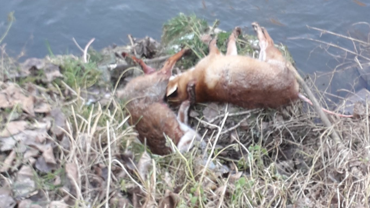 Dieren gedumpt in Zoutleeuw