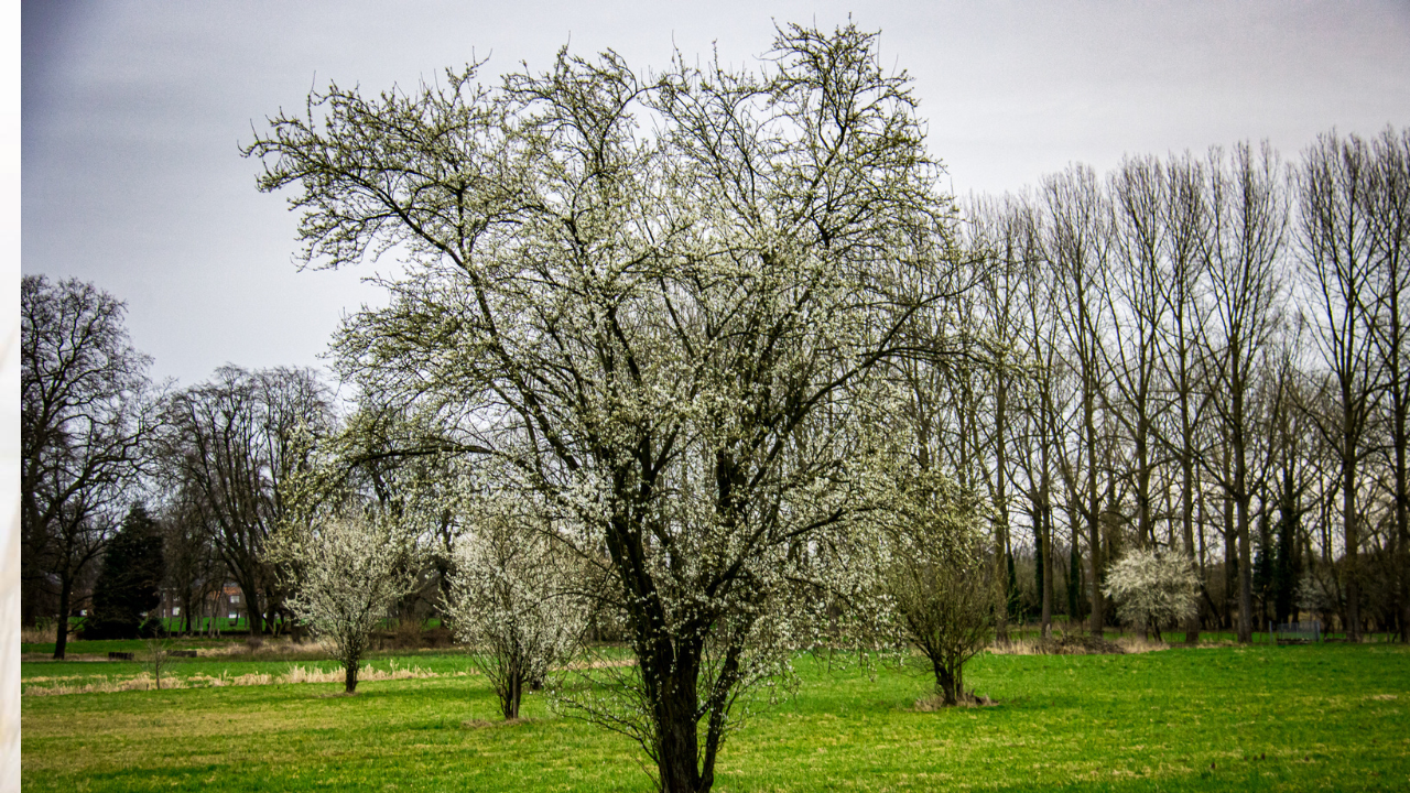 Door de zachte winter staan de pruimenbomen al in bloei