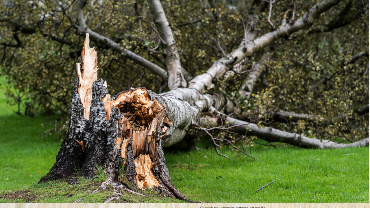 BE-Alert – Code oranje WIND in provincie Limburg