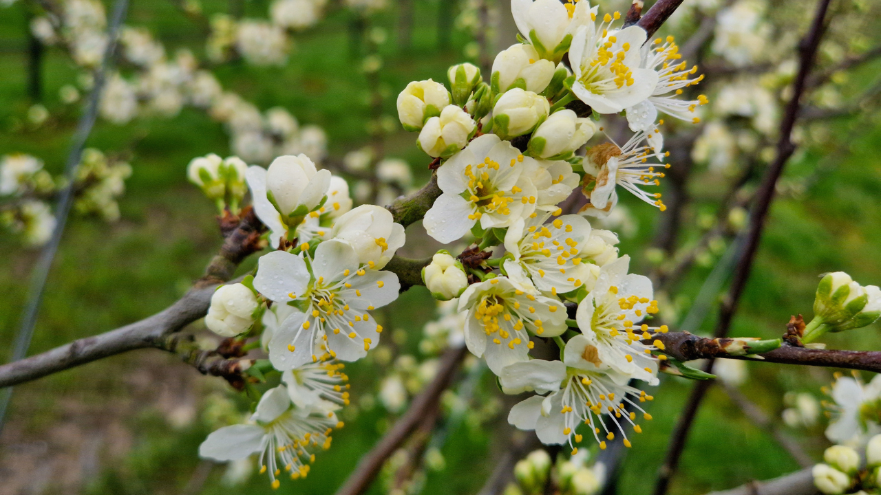 In beeld: De eerste kersenbloesems gespot