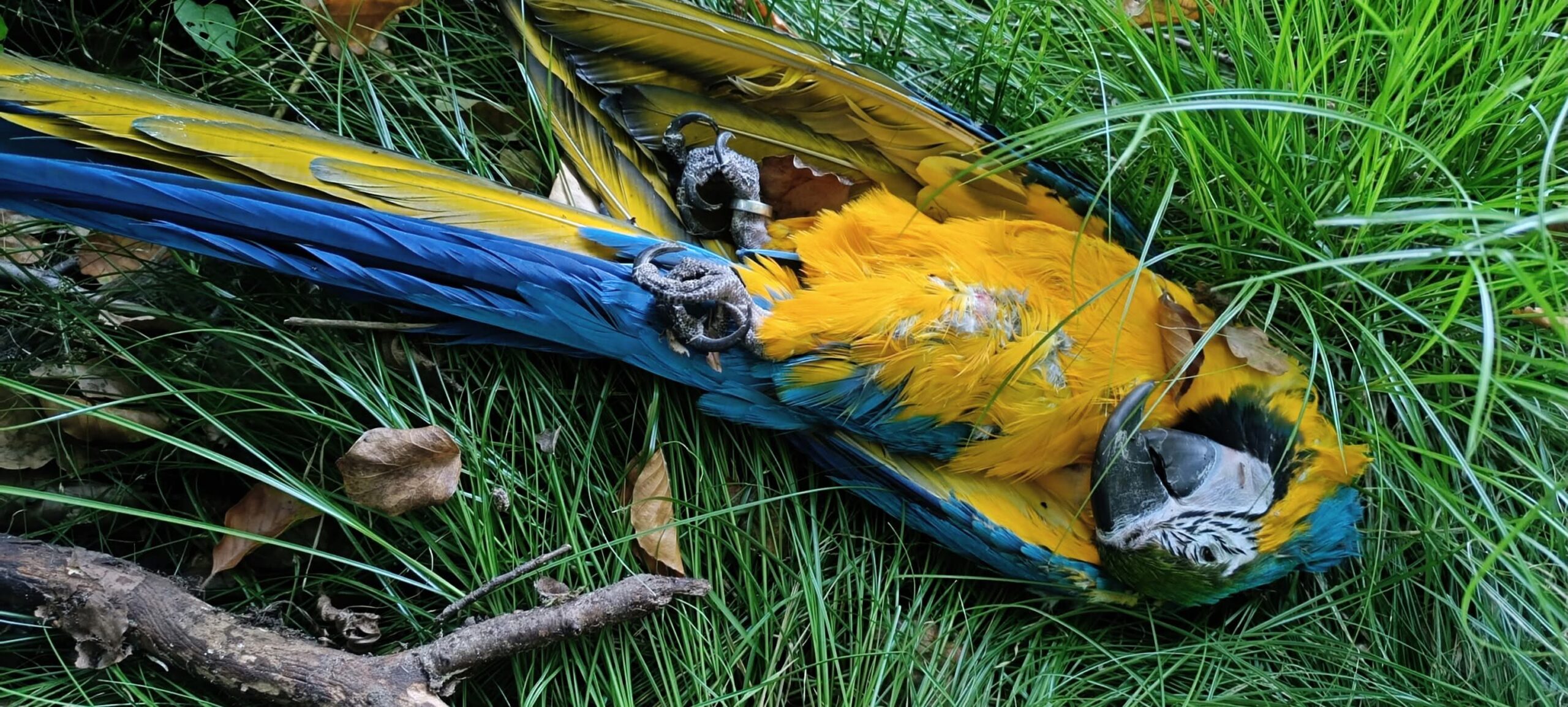 Blauw-gele ara gevonden ter hoogte van Helleweg (begin Jongebos) Wellen
