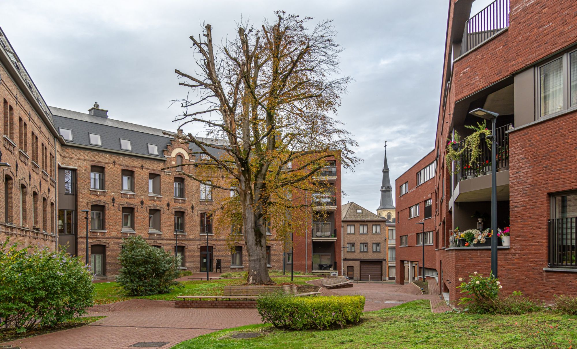 Sint-Truiden gaat over tot kap boom op binnenplein Ursulinen omwille van acuut veiligheidsrisico