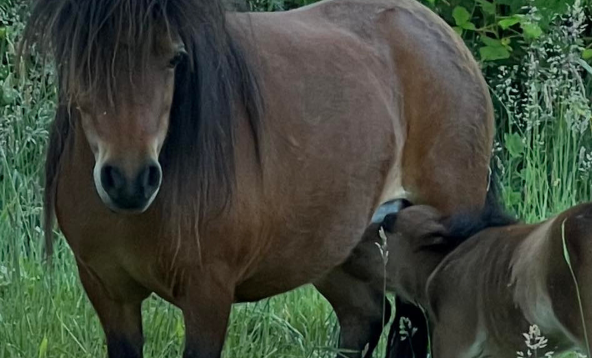 Harteloos: gestolen pony, veulen alleen achtergelaten