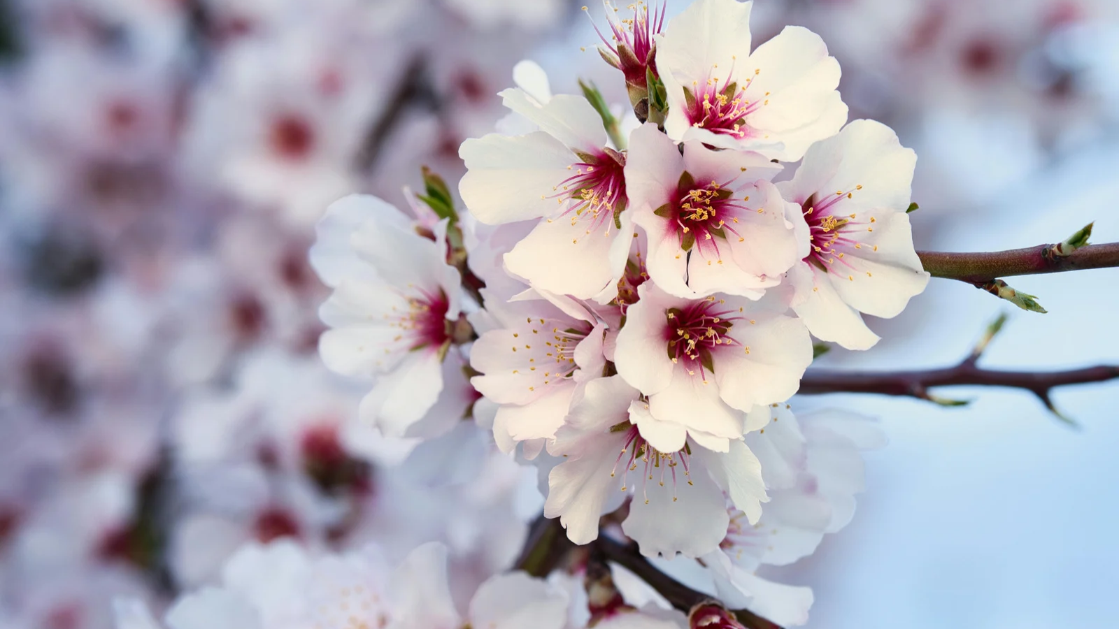 Zo houden fruittelers hun bloesems veilig bij vriesweer:een oproep naar begrip én milieuvriendelijke keuzes